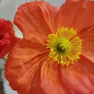 Meet your Posher, Lynn